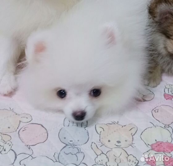 Белый померанский шпиц
