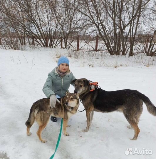 Приглашаем волонтеров в приют