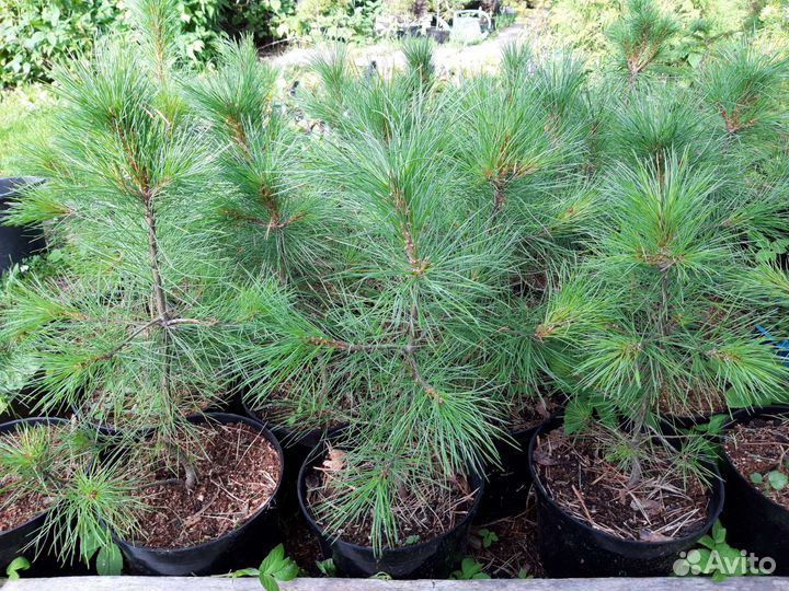 Кедр Сибирский / Корейский