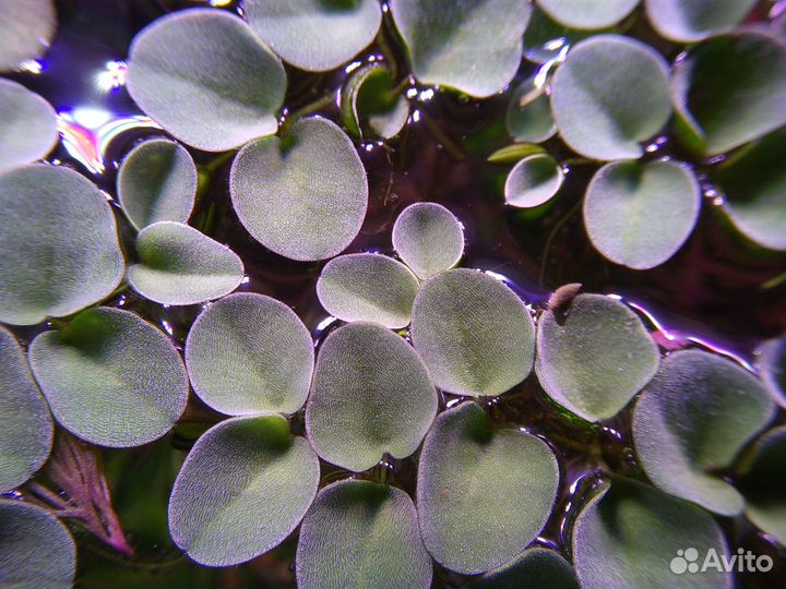 Сальвиния ушастая