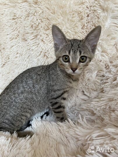 Отдам бесплатно в добрые руки