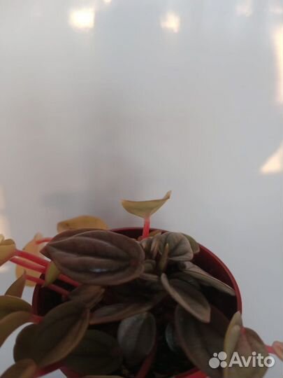 Пилеяmoon,Переромия,Филодендрон Биркин,Сансевиерия