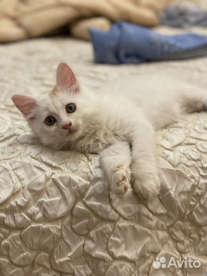 Котенок мальчик