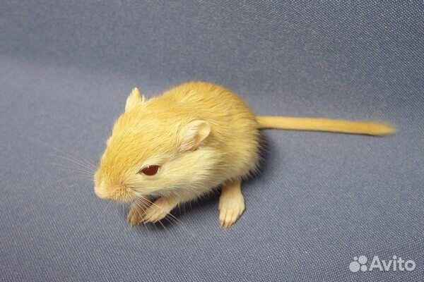 Монгольские песчанки из питомника