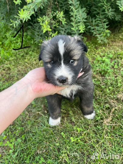 Щенки метис Лайка и Овчарка