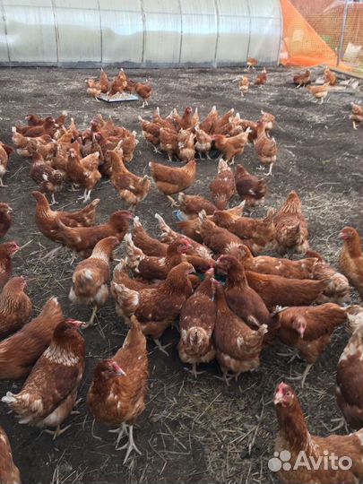 Курочки молодки