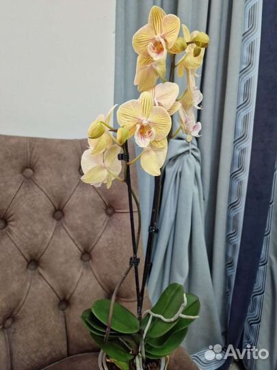 Орхидея биг лип разные