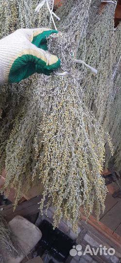 Полынь горькая в баню