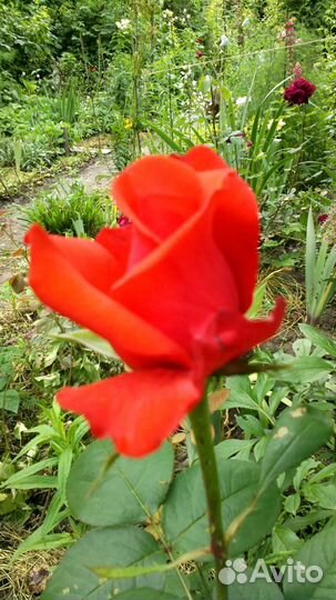 Розы разные