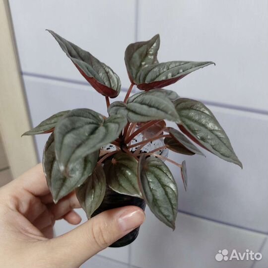 Пеперомия серебристо-серая вариегата,мендоза,бурбе