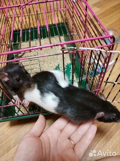 Крыски Дамбо