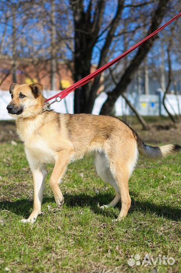 Собака Винки из приюта хочет найти семью