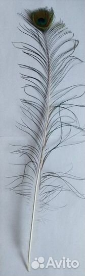 Перья павлина