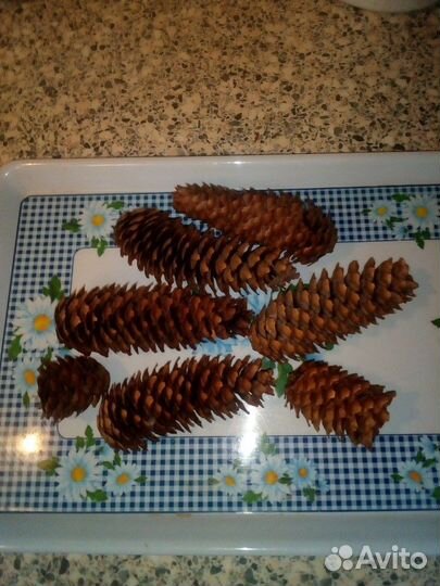 Шишки для декора и творчества