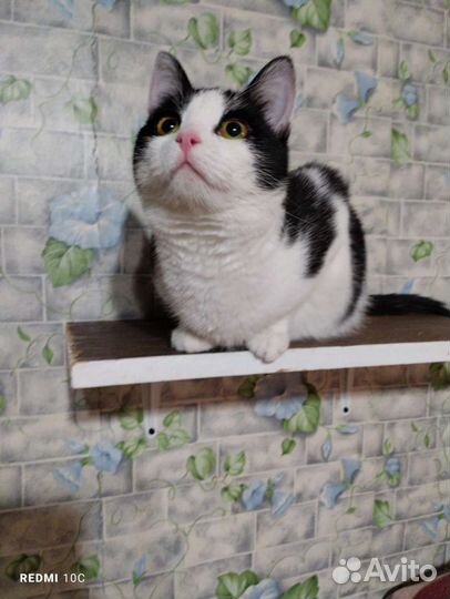 Мила шалунишка