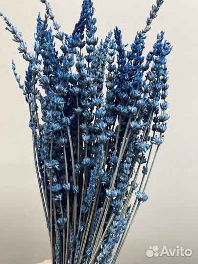 Лаванда стабилизированная и сухоцветы