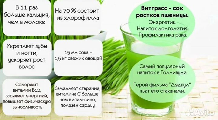 Витграсс, сок ростков пшеницы