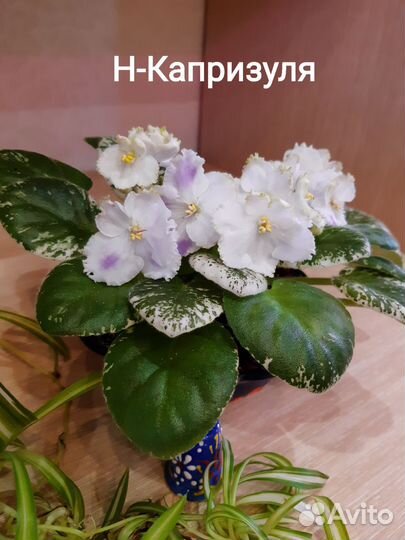Фиалки черенки и детки