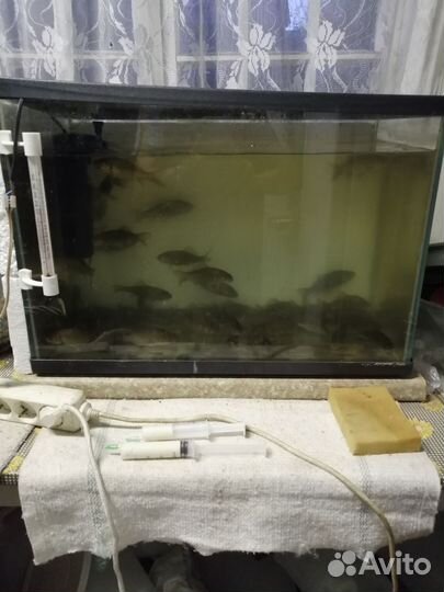 Живец. Плотвичка. Шустрая