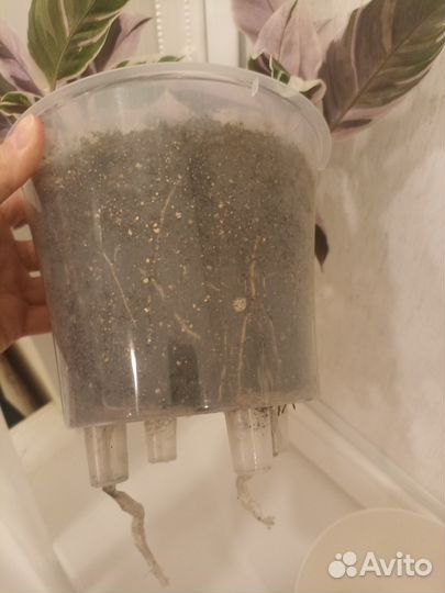 Калатея White fusion