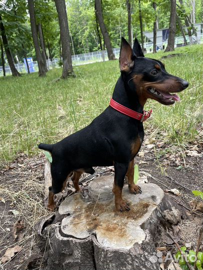 Цвергпинчер