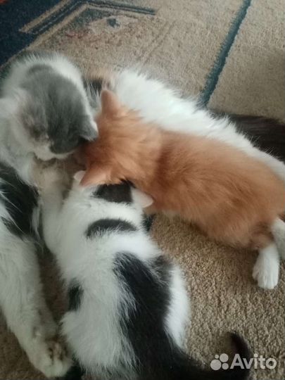 Котятки вислоушки