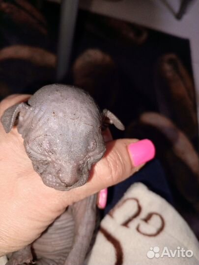 Канадский сфинкс