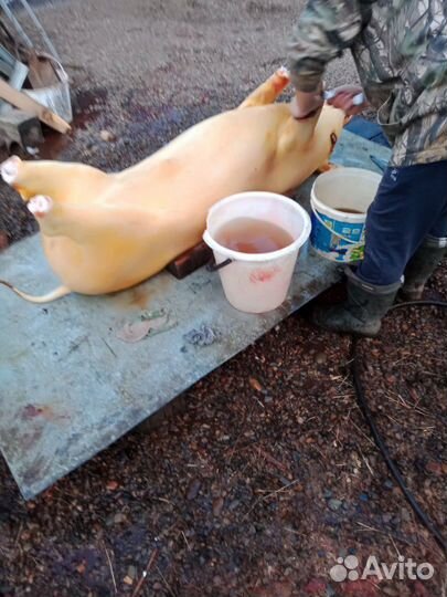 Мясо свинина домашняя