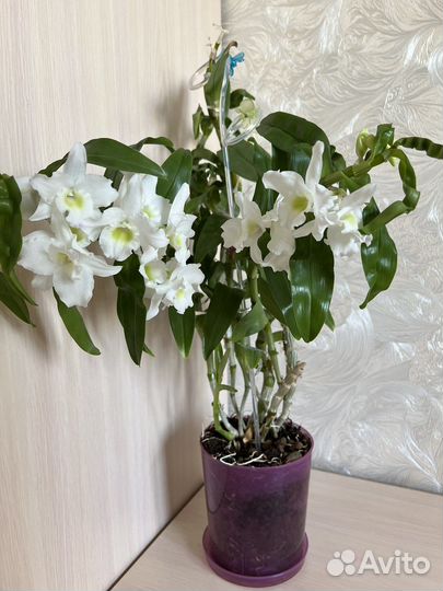 Дендробиум Нобиле отростки