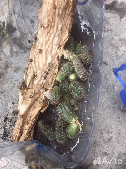 Кактусы детки