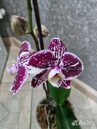 Орхидея фаленопсис