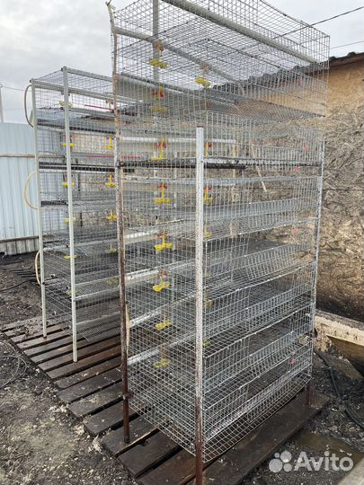 Клетки для перепелов перепелиная ферма