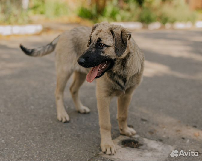 Собаки бесплатно