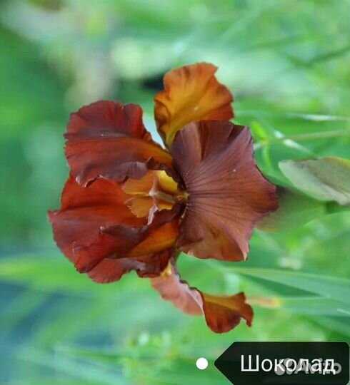 Ирисы бородатые