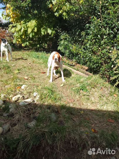 Щенки Пойнтер