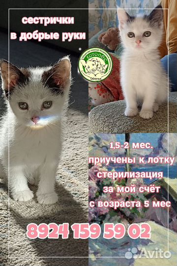 Котята в добрые руки бесплатно
