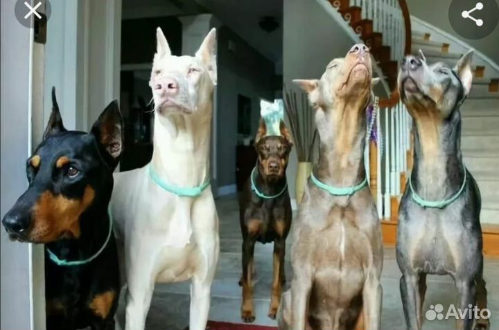 Щенки Добермана