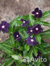 Катарантус, гацания, традесканция, хвостик