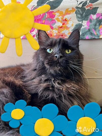 Мейн-кун в добрые руки