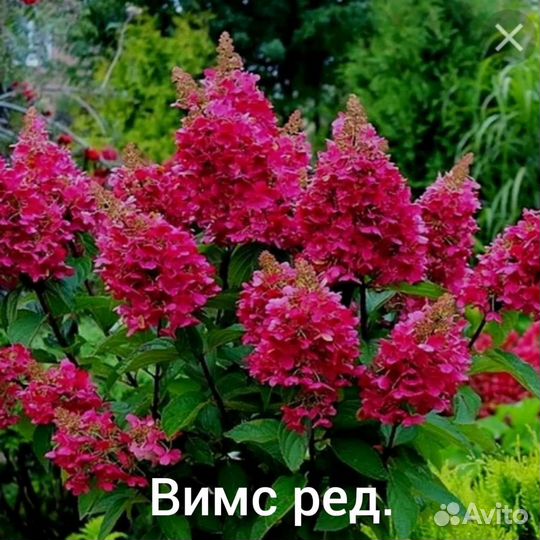 Гортензия метельчатая, в горшках 1л,2л,3л