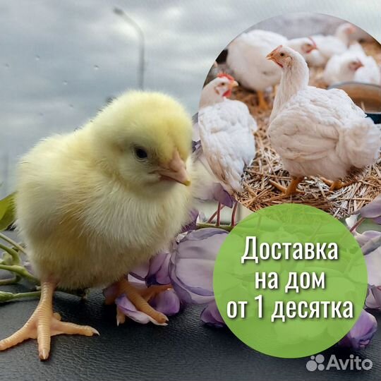 Суточный бройлер Росс308 в ст. Пластуновской