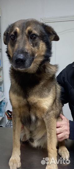 Собака компаньон