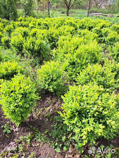 Буксусы вечнозелёные