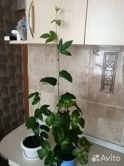 Комнатные растения цветы