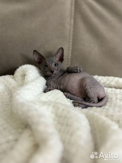 Донской сфинкс котята