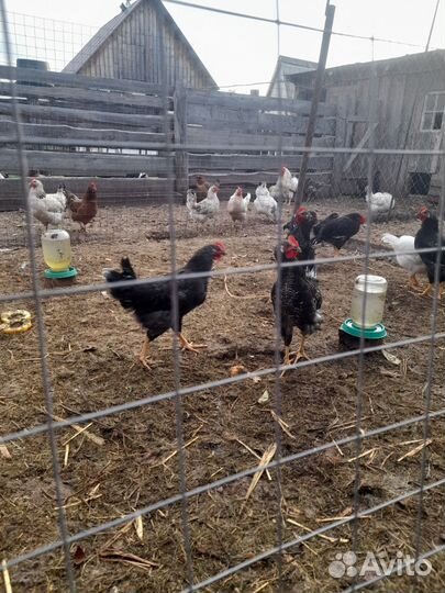 Молодые петушки