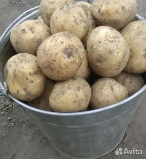 Картофель деревенский, домашний, на еду