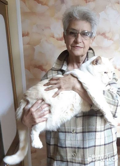 Передержка домашних кошек