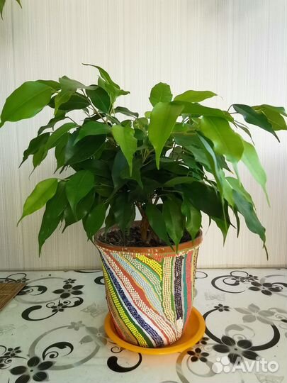 Фикус Бенджамина