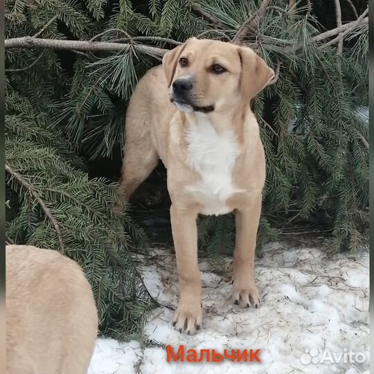 Прелестные щенки